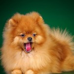 德国尖嘴犬-缩略图-2