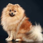 德国尖嘴犬-缩略图-3