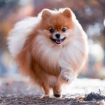 德国尖嘴犬-缩略图-4