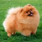 德国尖嘴犬-缩略图-5