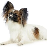 蝴蝶犬-缩略图-2