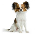 蝴蝶犬-缩略图-4