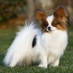 蝴蝶犬-缩略图-6