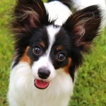 蝴蝶犬-缩略图-7