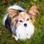 蝴蝶犬-缩略图-8