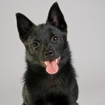 舒伯奇犬-缩略图-1