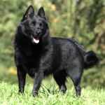 舒伯奇犬-缩略图-2