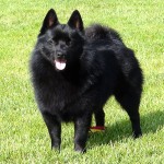 舒伯奇犬-缩略图-5