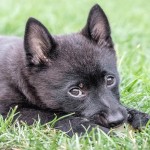 舒伯奇犬-缩略图-6