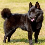 舒伯奇犬-缩略图-7