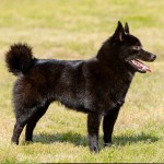 舒伯奇犬-缩略图-8