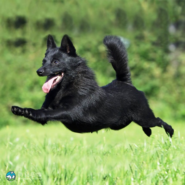 舒伯奇犬-9