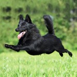 舒伯奇犬-缩略图-9