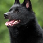 舒伯奇犬-缩略图-10