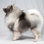 荷兰毛狮犬-缩略图-1