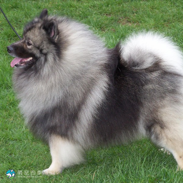 荷兰毛狮犬-2