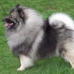 荷兰毛狮犬-缩略图-2