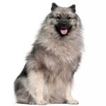 荷兰毛狮犬-缩略图-3