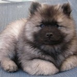 荷兰毛狮犬-缩略图-4