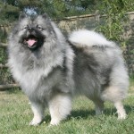 荷兰毛狮犬-缩略图-5