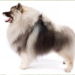 荷兰毛狮犬-缩略图-6