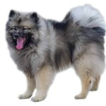 荷兰毛狮犬-缩略图-7