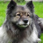 荷兰毛狮犬-缩略图-9