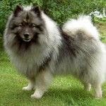 荷兰毛狮犬-缩略图-10