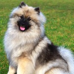 荷兰毛狮犬-缩略图-11