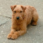 湖畔㹴-缩略图-2