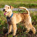 湖畔㹴-缩略图-3