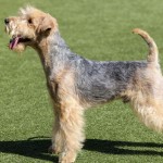 湖畔㹴-缩略图-4