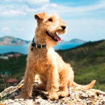 湖畔㹴-缩略图-5