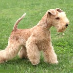 湖畔㹴-缩略图-6