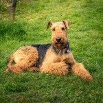 万能㹴-缩略图-1