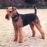 万能㹴-缩略图-2