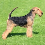 万能㹴-缩略图-3