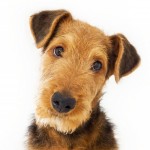 万能㹴-缩略图-5