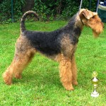 万能㹴-缩略图-6