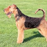 万能㹴-缩略图-7