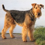 万能㹴-缩略图-8