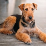 万能㹴-缩略图-10