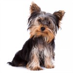 约克夏㹴-缩略图-1