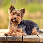 约克夏㹴-缩略图-2