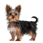 约克夏㹴-缩略图-3