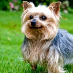 约克夏㹴-缩略图-5