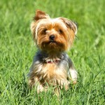 约克夏㹴-缩略图-7