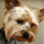 约克夏㹴-缩略图-8