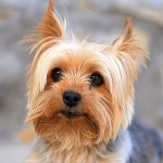 约克夏㹴-缩略图-9