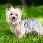 约克夏㹴-缩略图-10